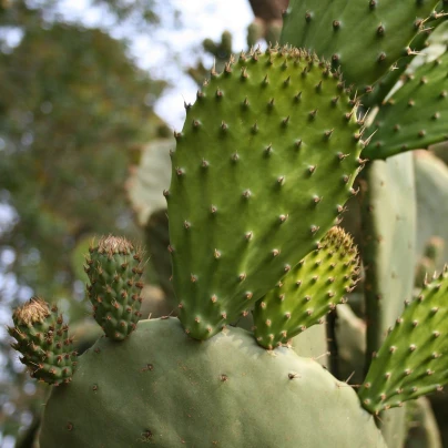 Opuncie - Indiánské fíky - Opuntia compressa - semena - 7 ks