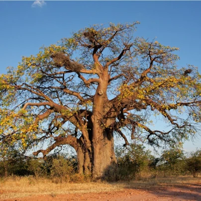 Baobab africký - Adansonia digitata - semena - 3 ks