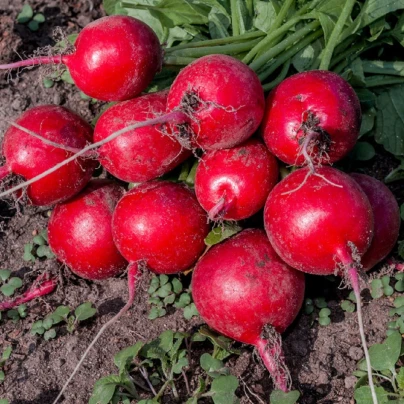 Ředkvička obří máslová Riesenbutter - Raphanus sativus - semena - 100 ks