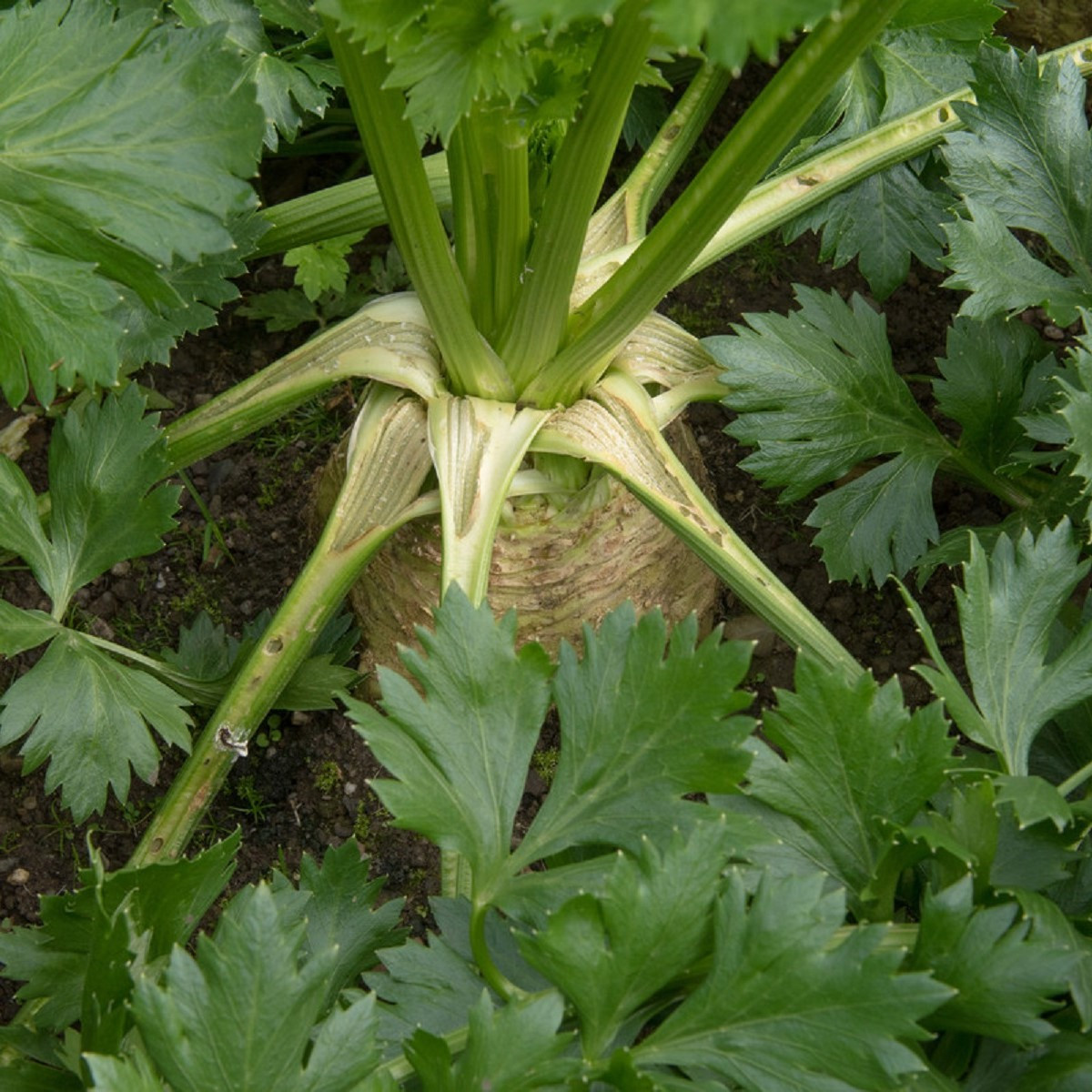 BIO Celer bulvový Princ - Apium graveolens - bio semena - 20 ks
