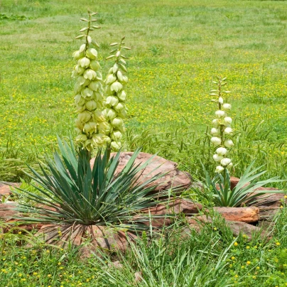 Juka glauca - Yucca glauca - semena - 5 ks