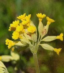 Prvosenka jarní - Primula veris - semena - 50 ks