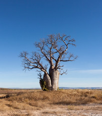 Australský baobab - Adansonia gregorii - semena - 2 ks
