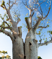 Baobab Fony - Adansonia fony - semena - 2 ks