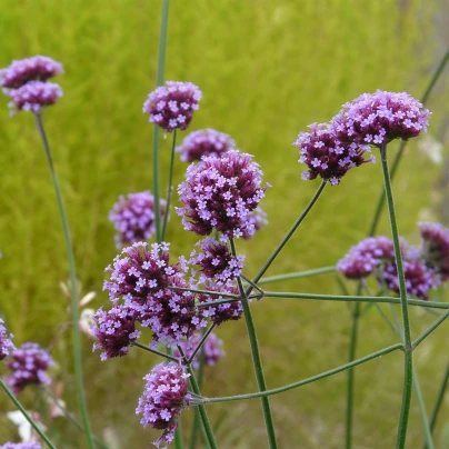 Sporýš argentinský - Verbena bonariensis - semena - 200 ks