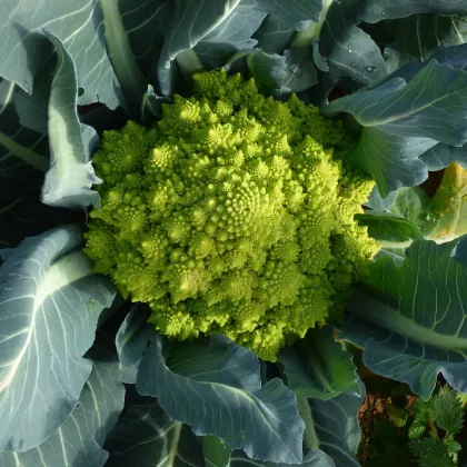 Brokolice Romanesco - Brassica oleracea L. - semena - 250 ks