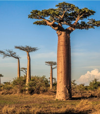 Baobab grandidieri - Adansonia grandidieri - semena - 2 ks