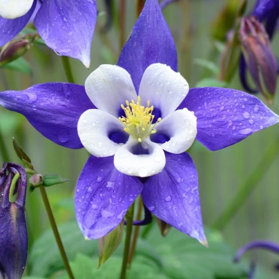 Orlíček obecný Blue Star - Aquilegia vulgaris - semena - 30 ks