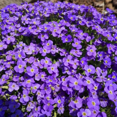 Tařička zahradní fialová - Aubrieta hybrida - semena - 200 ks