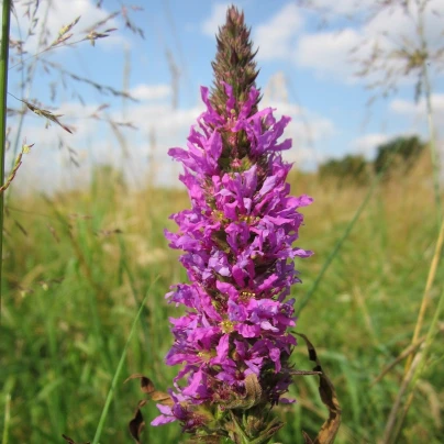 Kyprej vrbovitý - Lythrum salicaria - semena -150 ks