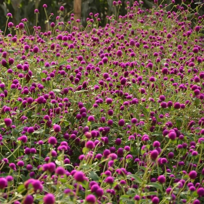 Pestrovka kulovitá fialová - Gomphrena globosa - semena - 25 ks