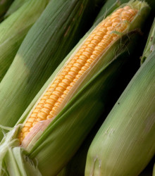 Kukuřice setá Tatonka F1 - Zea Mays - semena - 15 ks