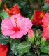 Ibišek syrský Rose of Sharon směs - Hibiscus syriacus - semena - 12 ks