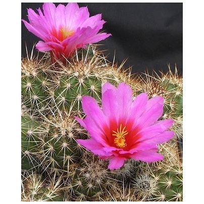 Kaktus Echinocereus mix - semena - 4 ks