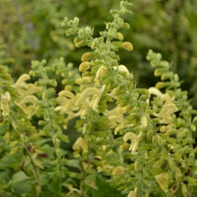 Šalvěj žlutá lepkavá - Salvia glutinosa - semena - 20 ks