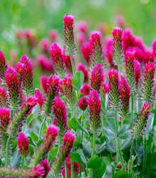 Jetel červenavý - Trifolium rubens - semena - 50 ks