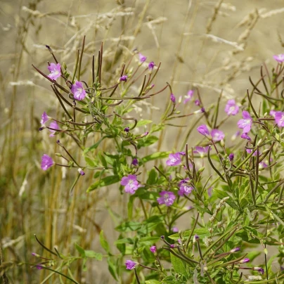 Vrbovka malokvětá - Epilobium parviflorum - semena - 0,05 g