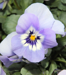 Violka rohatá Sorbet Icy Blue - Viola cornuta - semena - 20 ks