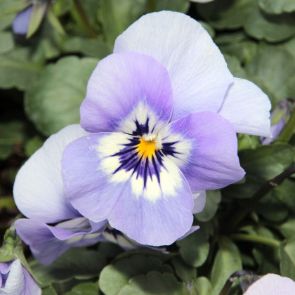 Violka rohatá Sorbet Icy Blue - Viola cornuta - semena - 20 ks