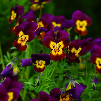 Violka rohatá Ruby Gold - Viola cornuta - semena - 20 ks
