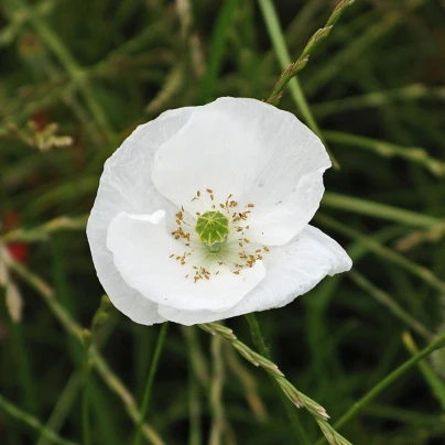 Mák bílý Bridal Silk - Papaver rhoeas - semena - 150 ks