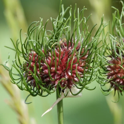 Česnek Hair vláskatý - Allium - cibuloviny - 3 ks