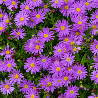 Sasanka vábná Violet Star - Anemone blanda - cibuloviny - 3 ks