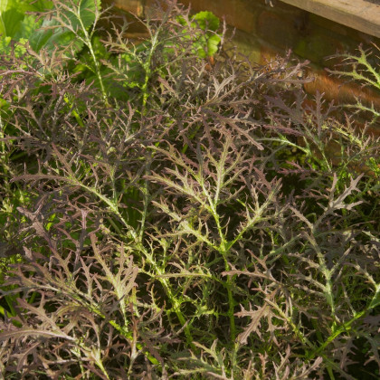 Hořčice Moutarde Rouge Metis - Brassica juncea - semena - 100 ks