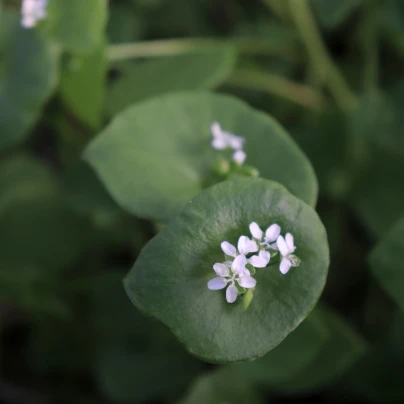 BIO Portulák zimní - Claytonia perfoliata - bio semena - 100 ks