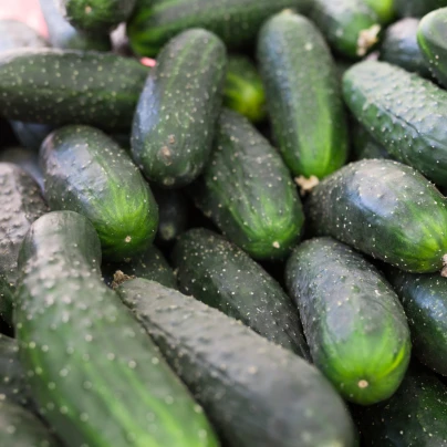 Okurka nakládačka Diamant F1 - Cucumis sativus - semena - 8 ks