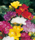 Směs frézie plnokvěté - Freesia - cibuloviny - 9 ks