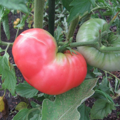 Rajče Ponderosa Pink - Solanum lycopersicum - semena - 7 ks