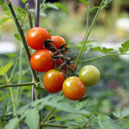 Rajče Tiny Tim - Solanum lycopersicum - semena - 7 ks