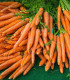 BIO Mrkev Rothild velmi raná - Daucus carota - bio semena - 0,5 g