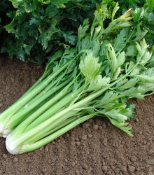 Celer řapíkatý Malachit - Apium graveolens - semena - 0,7 g
