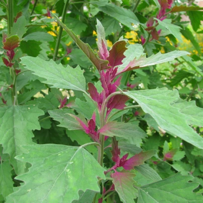 Merlík všedobr - Chenopodium giganteum - semena - 300 ks