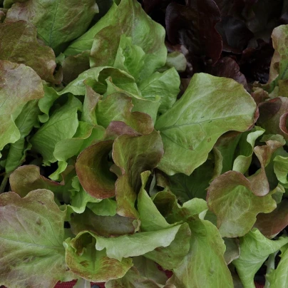 Salát na balkón Baby Leaf - Lactuca sativa - semena - 100 ks