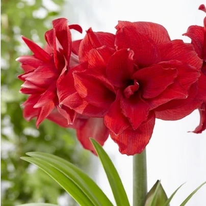 Hvězdník plnokvětý Amarantia - Hippeastrum - cibuloviny - 1 ks