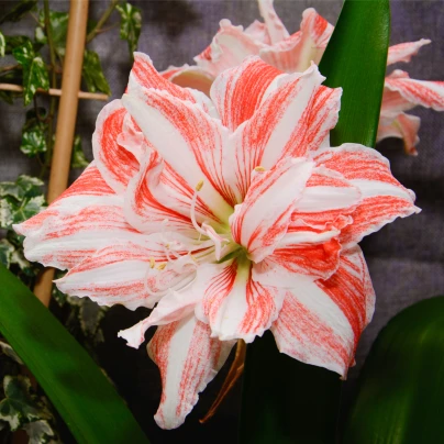 Hvězdník plnokvětý Dancing Queen - Hippeastrum - cibuloviny - 1 ks