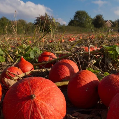 Dýně Hokkaido Uchiki kuri - Cucurbita maxima - semena - 5 ks