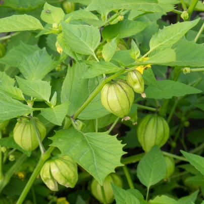 Mochyně ojíněná Ananas - Physalis pruinosa - semena - 200 ks