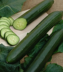 Okurka salátová hadovka Vista F1 - Cucumis sativus - semena - 10 ks