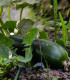 BIO Okurka salátová Tanja - Cucumis sativus - bio semena - 10 ks