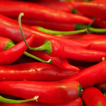 Chilli Kajenský pepř Thick - Cayenne peper - semena - 6 ks