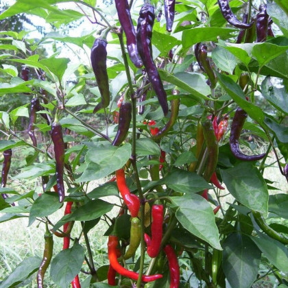 Chilli Kajenský pepř Purple - Capsicum annuum - semena - 8 ks