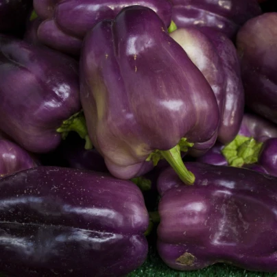 Paprika fialová Oda - Capsicum annuum - semena - 9 ks