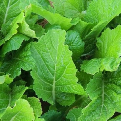 Hořčice Wasabina - Brassica Juncea - semena - 120 ks