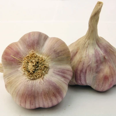 Sadbový česnek Anton - Allium sativum - nepaličák - cibule česneku - 1 balení