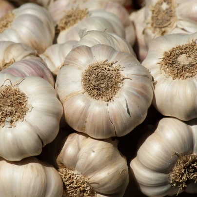 Sadbový česnek Messidrome - Allium sativum - nepaličák - cibule česneku - 1 balení