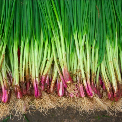 Cibule sečka Welsh červená - Allium Fistulosum - semena - 400 ks